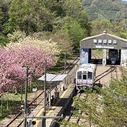 八重桜？と電車が素敵でした