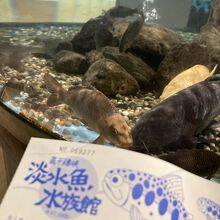 高千穂峡淡水魚水族館