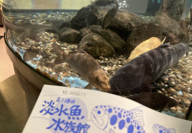 高千穂峡淡水魚水族館