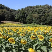 ひまわりの花畑 (みどり市笠懸町)