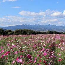 鼻高展望花の丘