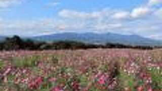 鼻高展望花の丘