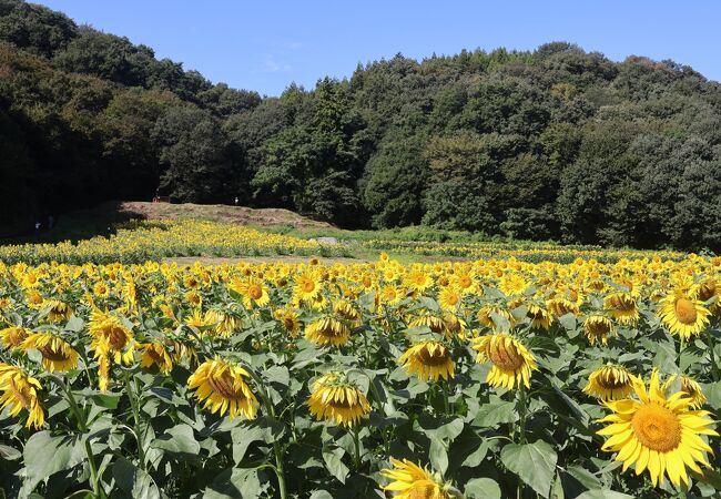 ひまわりの花畑 (みどり市笠懸町)