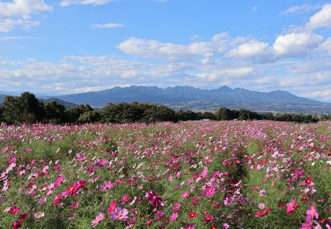 鼻高展望花の丘