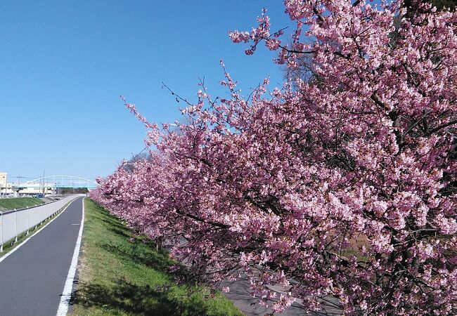 山崎公園(せせらぎ菖蒲園)