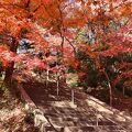 参道の紅葉がきれいでした