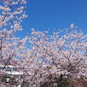 玉縄桜に菜の花も綺麗な日比谷花壇運営のフラワーセンター