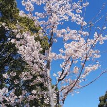 玉縄桜に菜の花