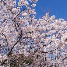 綺麗な玉縄桜