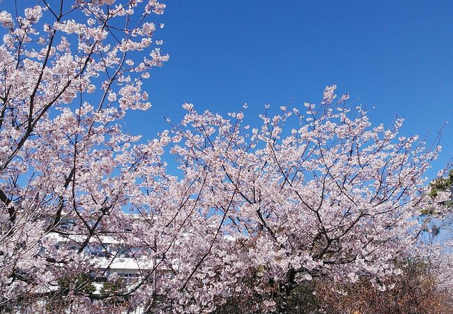 玉縄桜に菜の花も綺麗な日比谷花壇運営のフラワーセンター