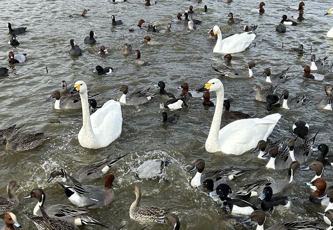 白鳥とカモ！