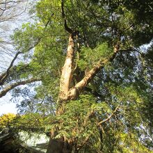 大宮八幡宮カヤと桜の共生の木