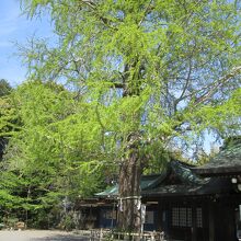 ご神木男銀杏