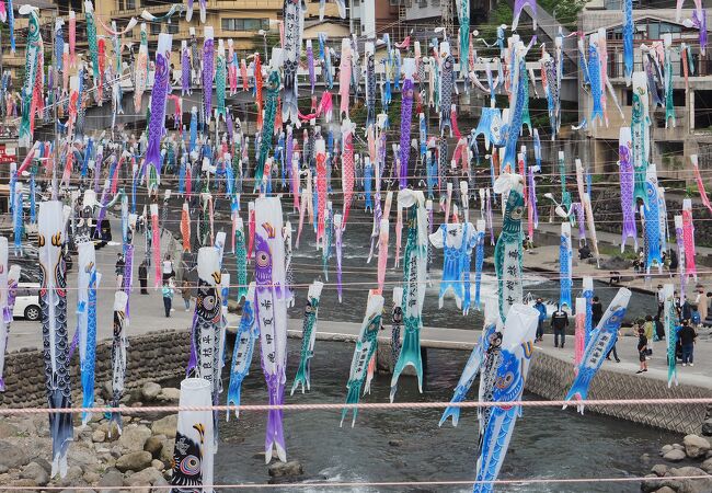 温泉街の川に大量の鯉のぼり　鯉のぼり祭り