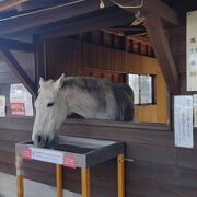 霧島神宮に並ぶ鹿児島を代表する神社で、神馬（青嵐）が有名らしいです