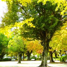 樹木の多さに癒される