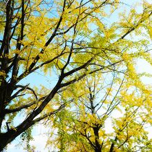 銀杏は秋本番です