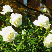 白亜色の純潔なバラの花