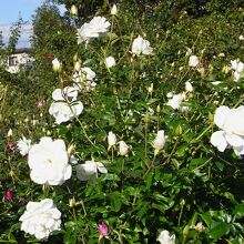 花弁が大きなバラの花