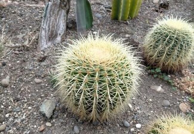 函館市熱帯植物園