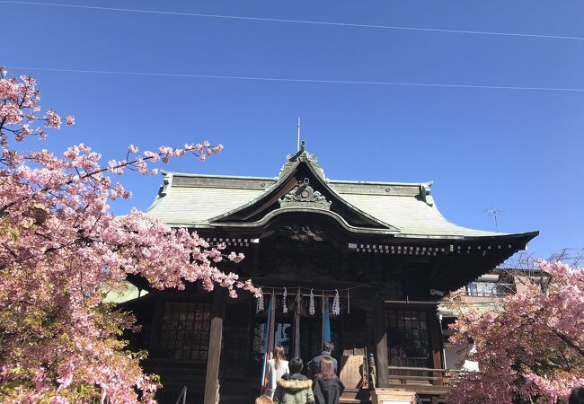 桜神宮