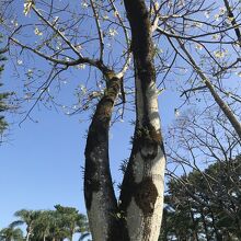 宮交ボタニックガーデン青島