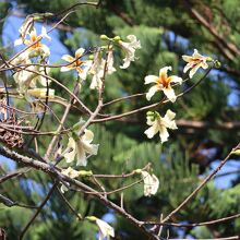 トックリキワタの花