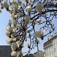 花のみち