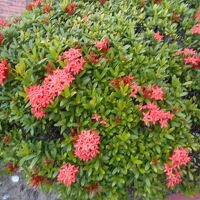 庭園のサンダンカの花