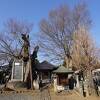 樹齢500年のケヤキの木がありました