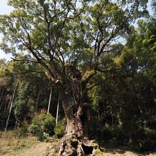 ご神木　樹齢３０００年の大楠