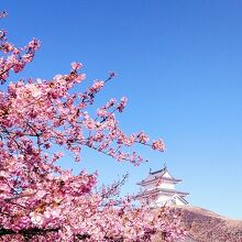 晴明台に河津桜