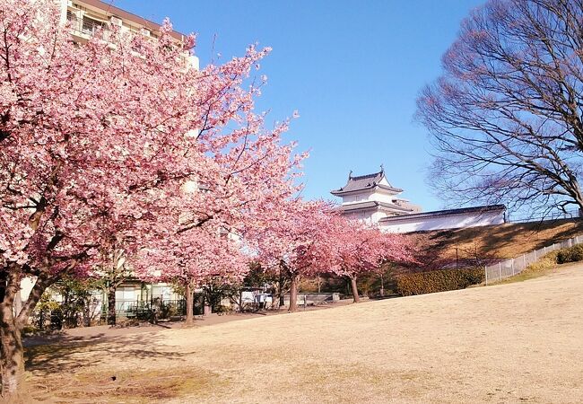 河津桜が綺麗な宇都宮城址公園