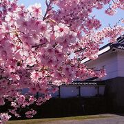 梅に桜、藤、紫陽花、花菖蒲、蓮等の四季の花が楽しめる小田原城