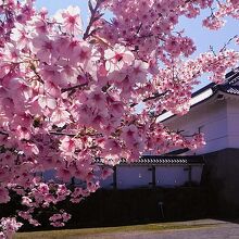 銅門に大漁桜