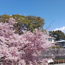 堀沿いに咲いていた大漁桜