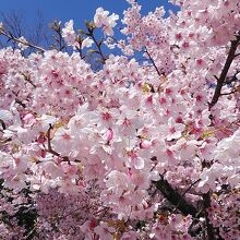 大漁桜