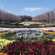 入り口付近の花壇にイチョウ並木