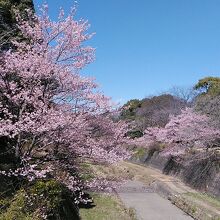 シュゼンジカンザクラ