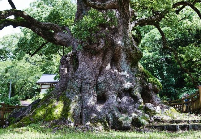 蒲生の大クス