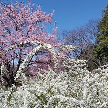 シュゼンジカンザクラにユキヤナギ