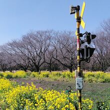 JR東日本とコラボの踏切と菜の花