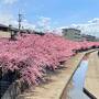 淀水路の河津桜