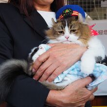 さくら名誉ねこ駅長