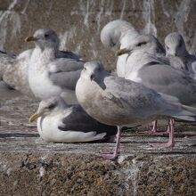 シロカモメ若鳥（手前）