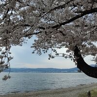 諏訪湖のほとりに満開の桜