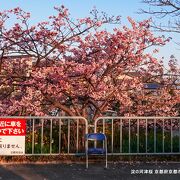 車内から満開の桜は見えるものの車を停める場所は見当たらず