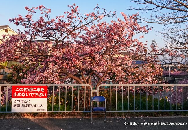 車内から満開の桜は見えるものの車を停める場所は見当たらず