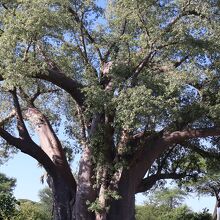 バオバブの巨木