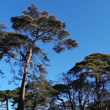 樹齢100年越えの松